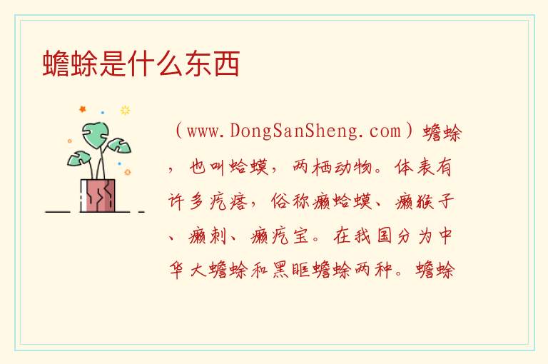 蟾蜍是什么东西 