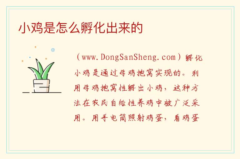 小鸡是怎么孵化出来的 