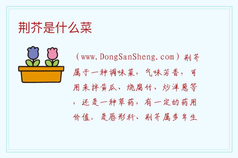 荆芥是什么菜 
