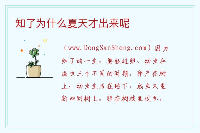 知了为什么夏天才出来呢 