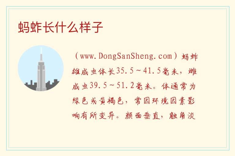 蚂蚱长什么样子 