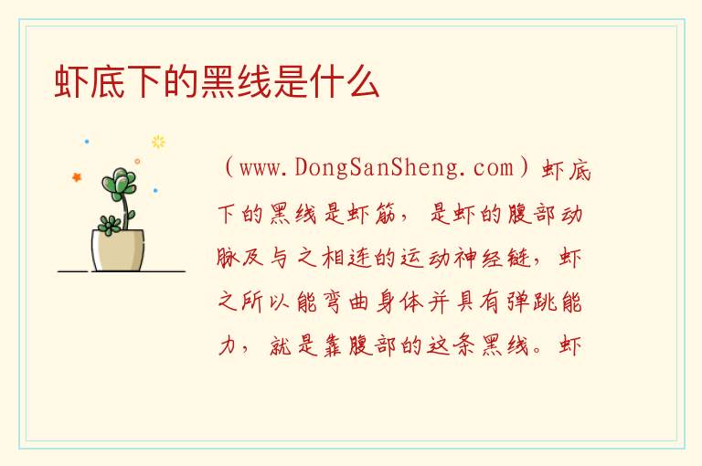虾底下的黑线是什么 