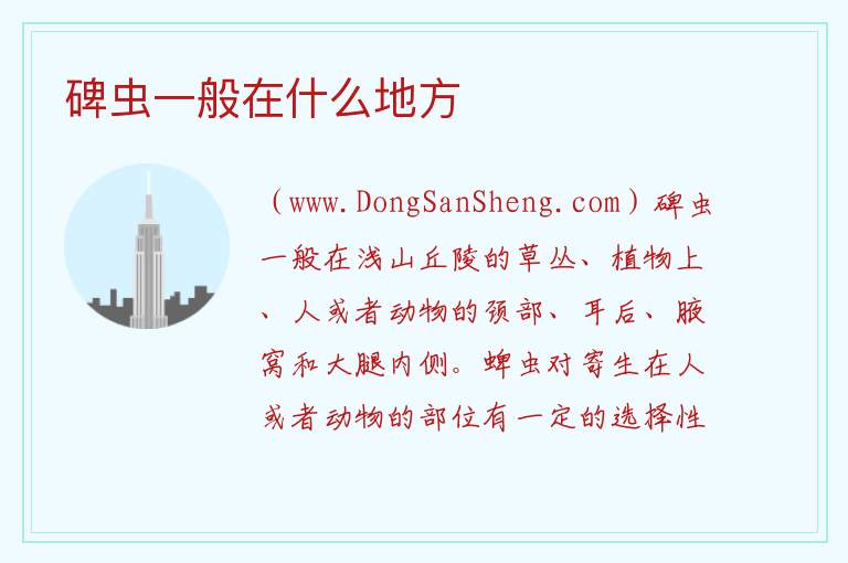 碑虫一般在什么地方 