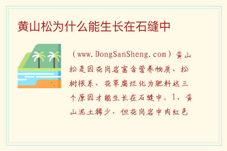 黄山松为什么能生长在石缝中 