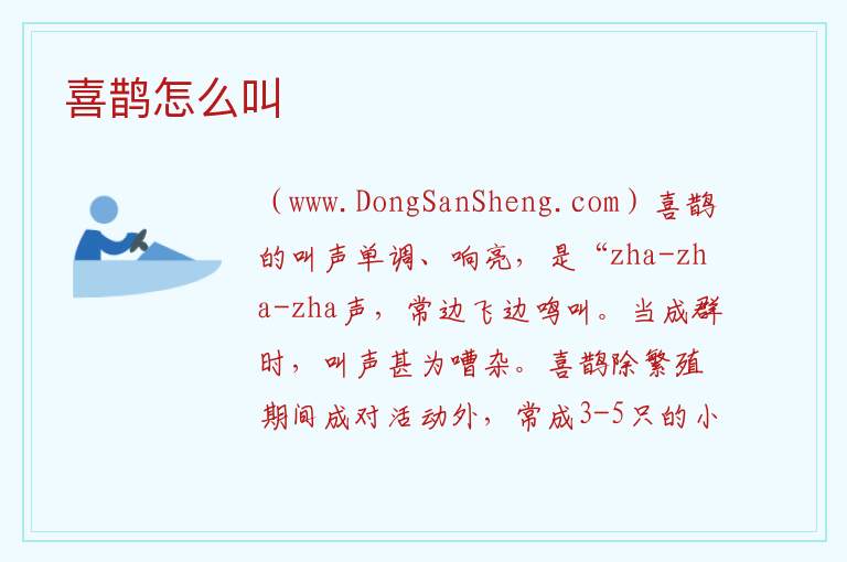 喜鹊怎么叫 