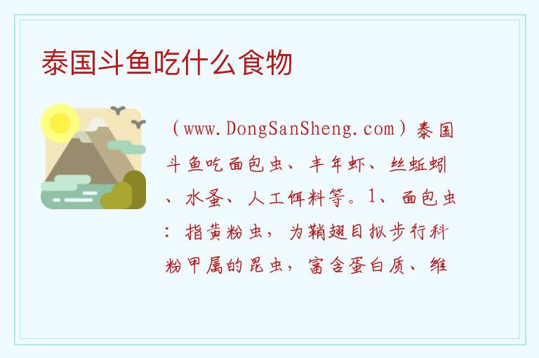 泰国斗鱼吃什么食物 