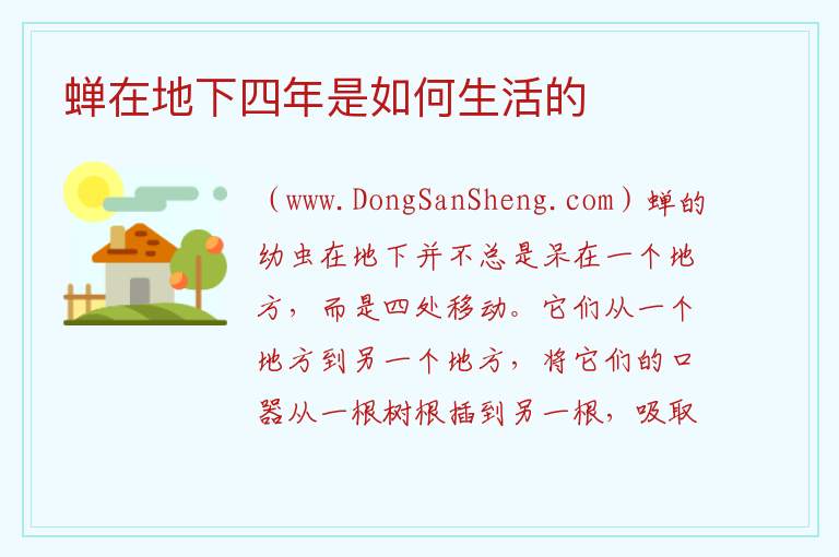 蝉在地下四年是如何生活的 