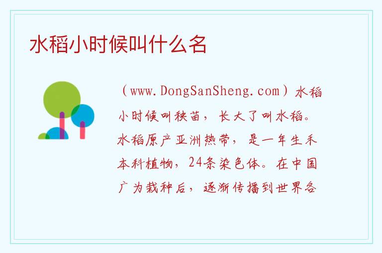 水稻小时候叫什么名 