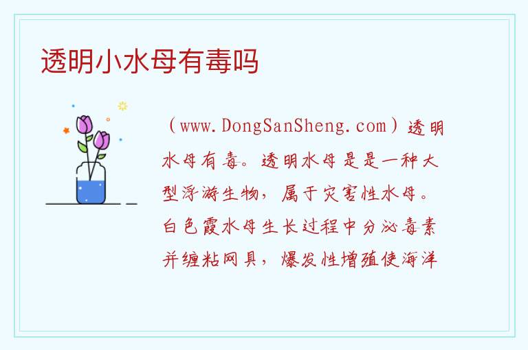 透明小水母有毒吗 