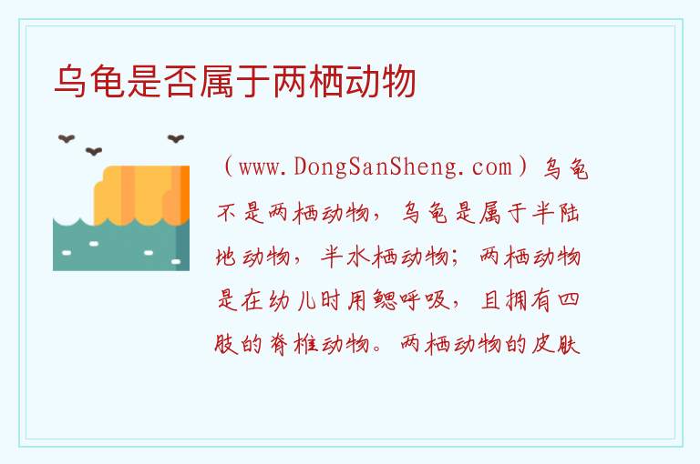 乌龟是否属于两栖动物 小乌龟是两栖动物吗