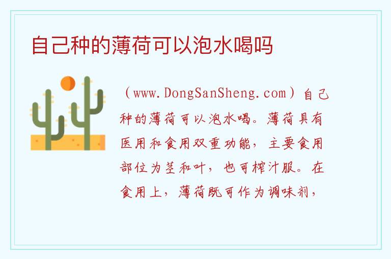自己种的薄荷可以泡水喝吗 