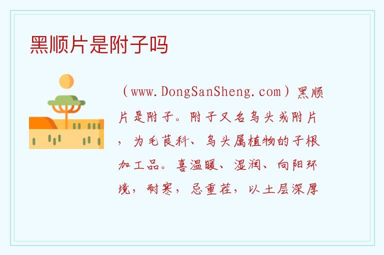 黑顺片是附子吗 