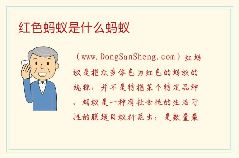 红色蚂蚁是什么蚂蚁 