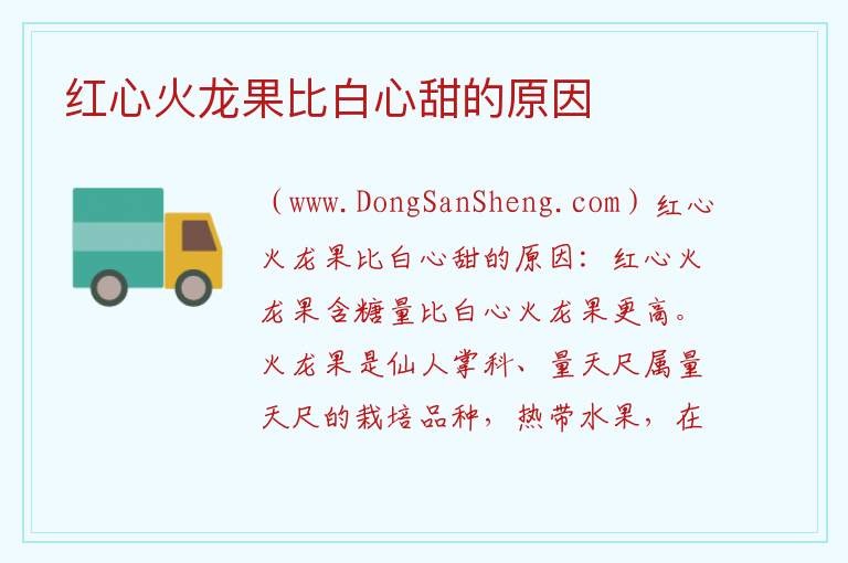 红心火龙果比白心甜的原因 