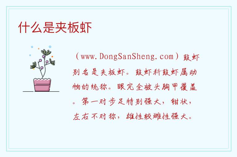 什么是夹板虾 