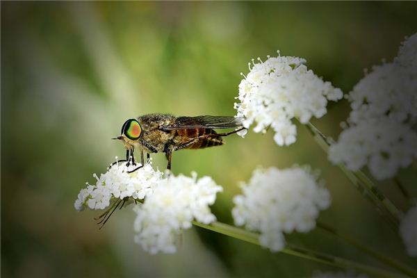 做梦梦到牛虻是什么意思 做梦梦到牛虻是什么意思