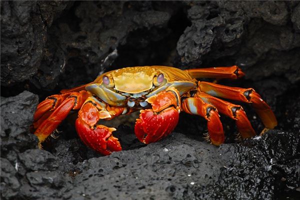 做梦梦到水生物是什么意思