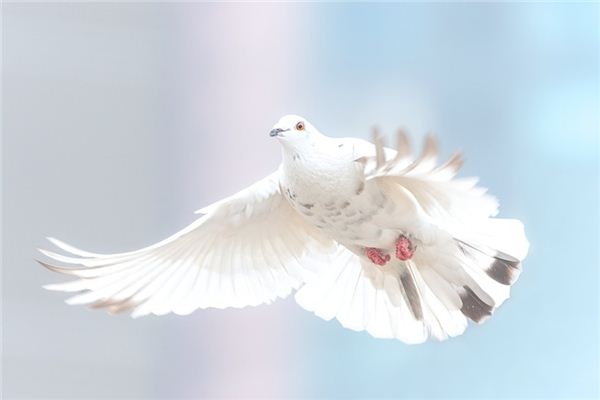 做梦梦到抓鸽子是什么意思