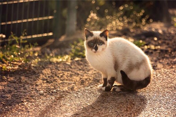 做梦梦到猫死了