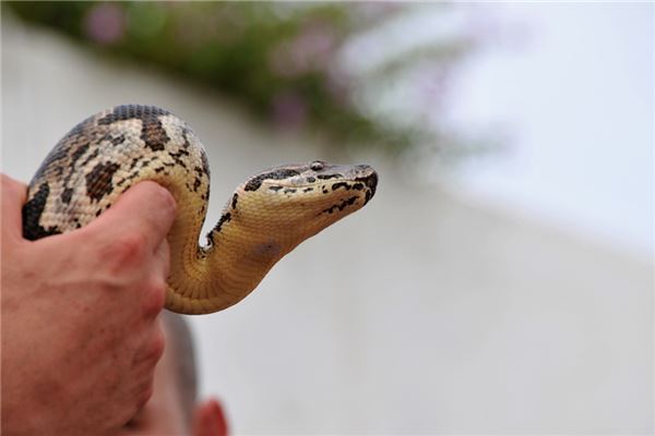 做梦梦到好多蛇死掉