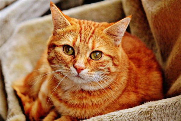 做梦梦到猫入室内是什么意思