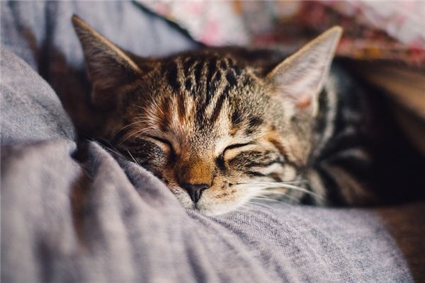 做梦梦到小猫是什么意思