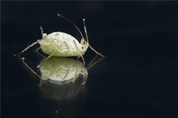 做梦梦到自己身上有虱子