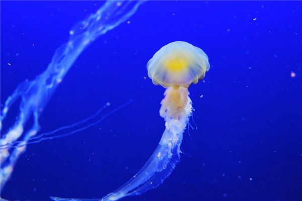 做梦梦到海蜇是什么意思