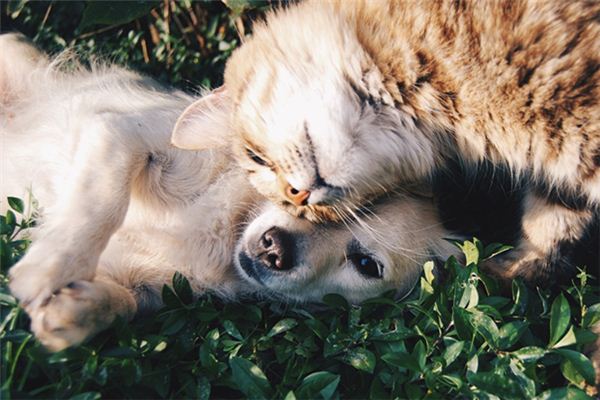 做梦梦到狗咬死猫是什么意思