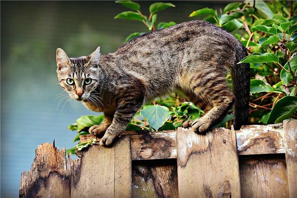 做梦梦到一群猫追我