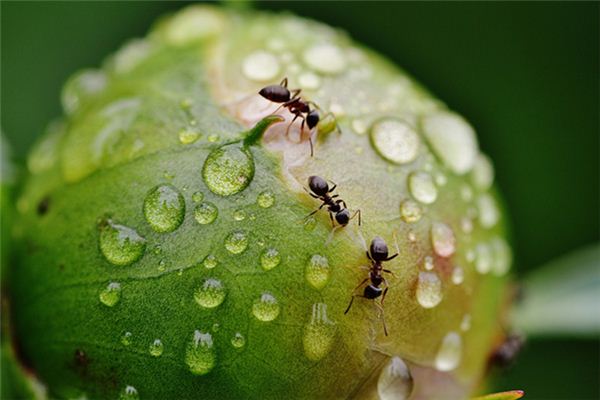 做梦梦到嘴内有虫是什么意思
