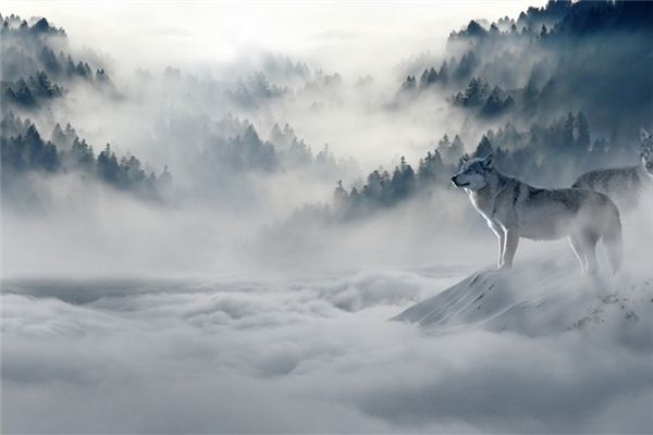 做梦梦到虎狼是什么意思