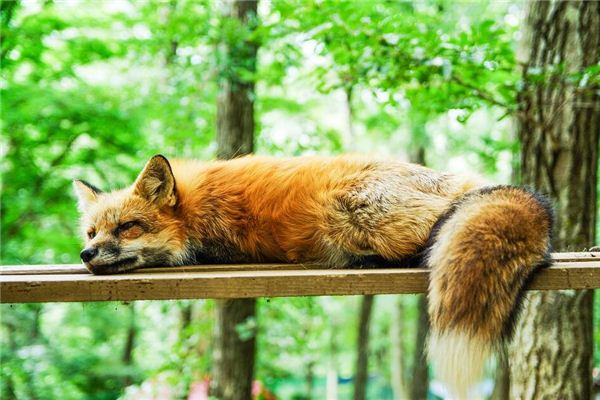 做梦梦到已死的猎物