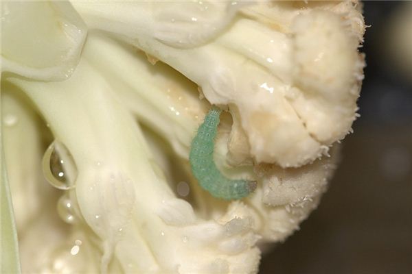 做梦梦到青虫是什么意思