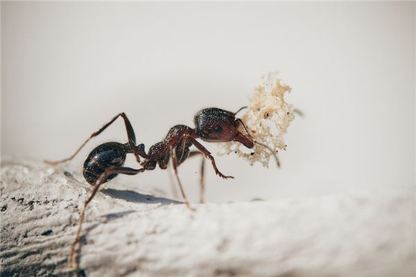 做梦梦到蚂蚁嘴叼东西
