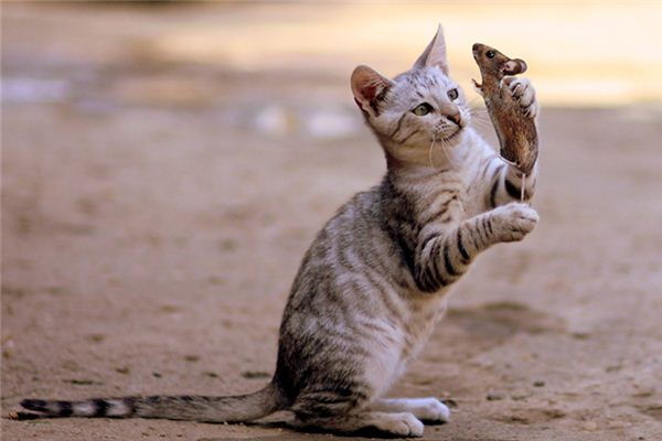 做梦梦到猫捉老鼠是什么预兆