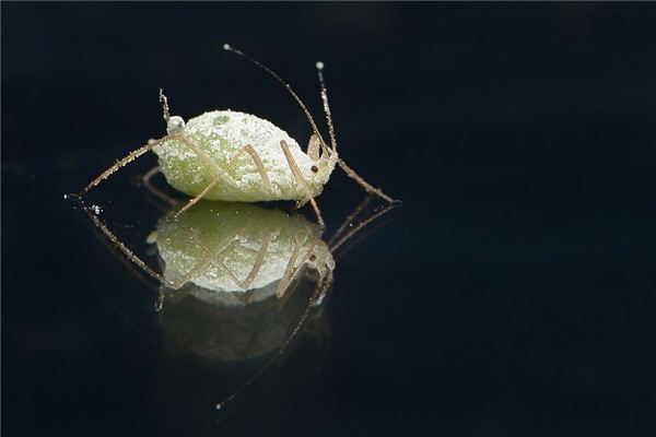 做梦梦到虱子是什么意思