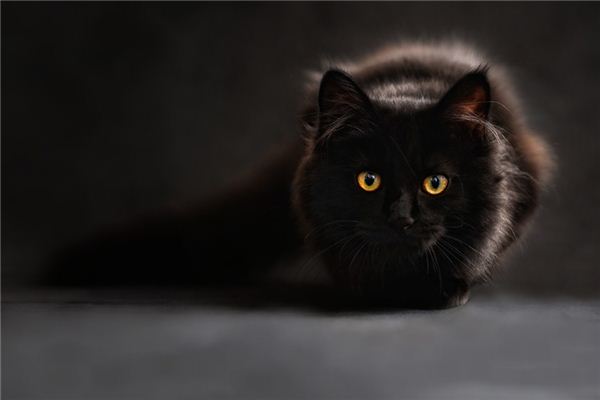 做梦梦到黑猫是什么意思