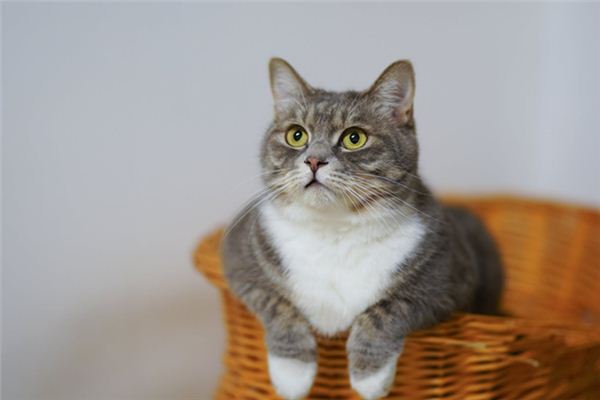 做梦梦到猫是什么意思