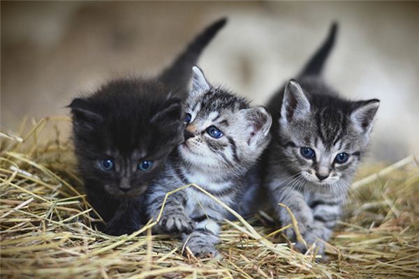 做梦梦到养猫是什么意思