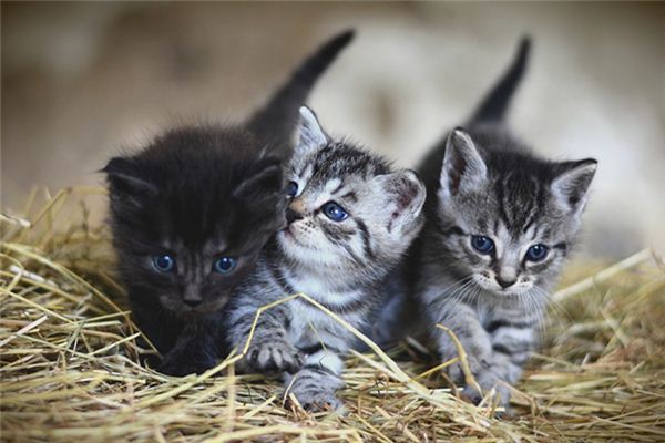 做梦梦到猫生小猫是什么意思