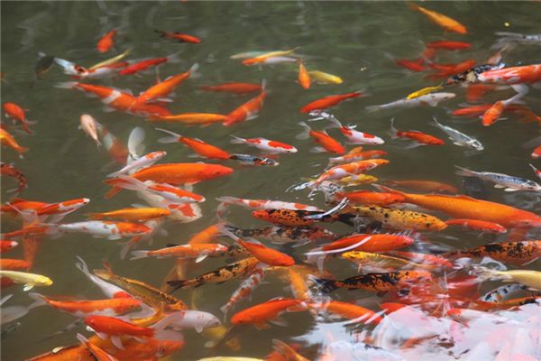 做梦梦到喂鱼是什么意思